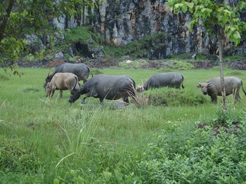 Water buffaloes on grassy field