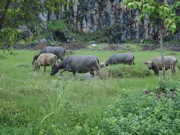 Cows grazing on grassy field