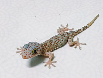 Close-up of lizard