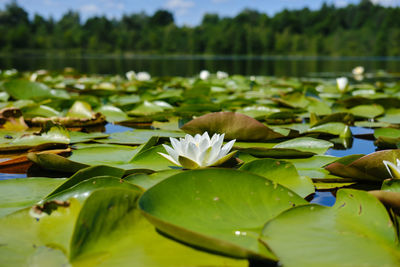 Close-up of lotus water lily in lake