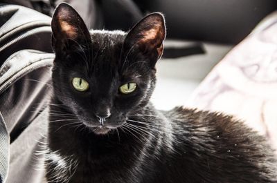 Close-up portrait of black cat