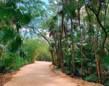 Footpath amidst trees in forest