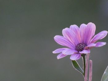 Close-up of pink flower against blurred background