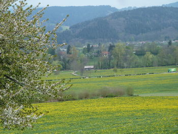 Scenic view of agricultural landscape