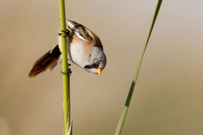 Close-up of bird perching on twig