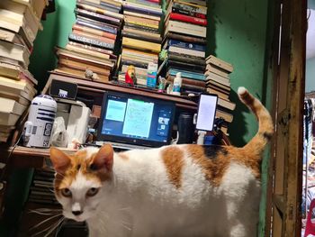 Portrait of a cat sitting on shelf