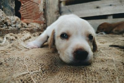 Portrait of puppy sleeping on burlap