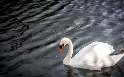 High angle view of mute swan swimming in lake