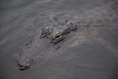 High angle view of crocodile swimming in lake