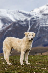 Full length of a dog on field