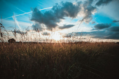 Silhouette plants on field against sky during sunset