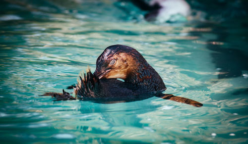 View of duck swimming in pool