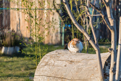 View of a cat sitting on wood