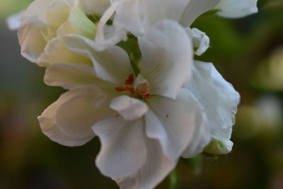 Close-up of white flowering plant