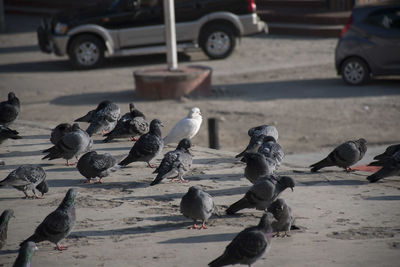 Pigeons on street