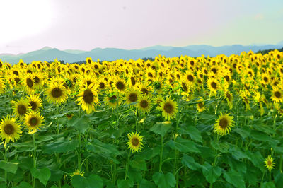 Scenic view of sunflower field against sky