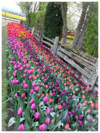 Pink flowers blooming in garden