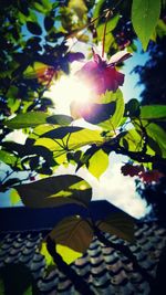 Low angle view of tree