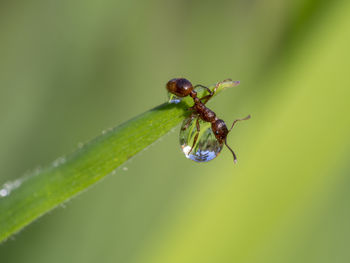 Close-up of ladybug on plant