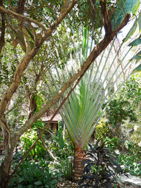 Palm tree against plants