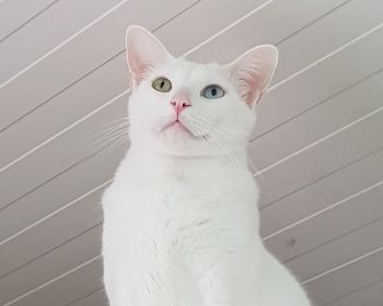 Portrait of white cat