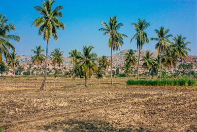 Palm trees on field against clear blue sky