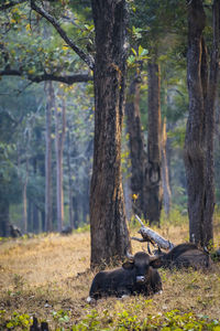 View of a tree trunk in forest