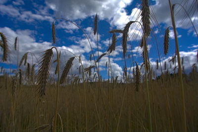 Close-up of stalks in field against cloudy sky