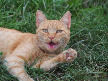 Close-up of cat on grassy field