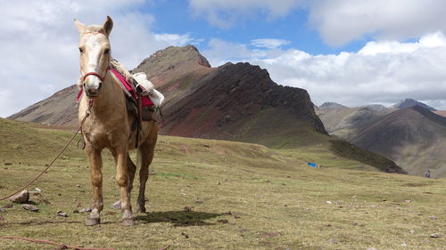 Horse on field against sky