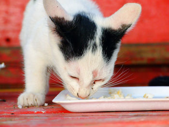 Close-up of a cat drinking water