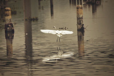 Seagulls flying over lake