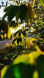 Close-up of fresh yellow leaves on tree during sunny day