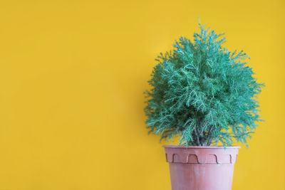 Close-up of potted plant against yellow wall