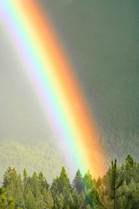 Low angle view of rainbow over trees in forest