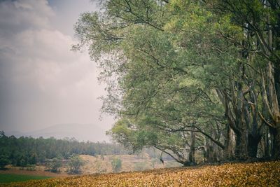 Trees on field in forest