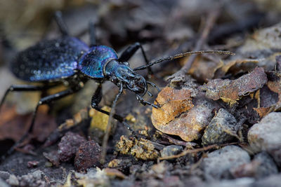 Close-up of insect on rock