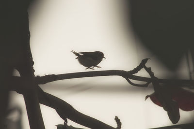 Low angle view of bird perching on branch