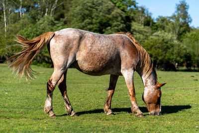 Side view of horse standing on field