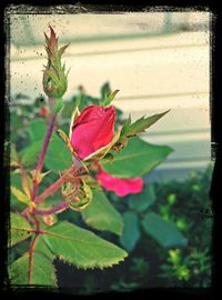 Close-up of red flower