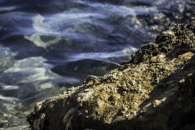 Close-up of lizard on rock in sea