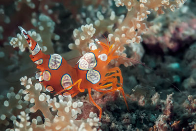 Close-up of fish swimming in sea