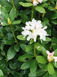 Close-up of flowers blooming outdoors