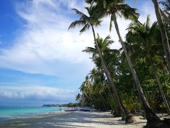 Palm trees by sea against sky