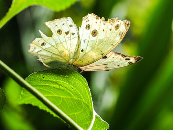 Close-up of butterfly on leaf