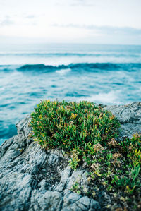 Plants growing on rocks by sea against sky
