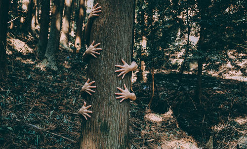 People hugging tree at forest