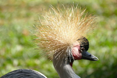 Close-up side view of a bird