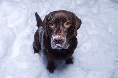 High angle portrait of a dog in snow