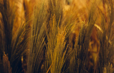 Close-up of wheat field